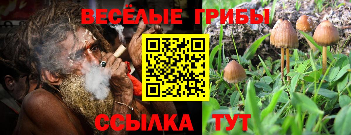 Псилоцибиновые грибы Psilocybe Краснознаменск